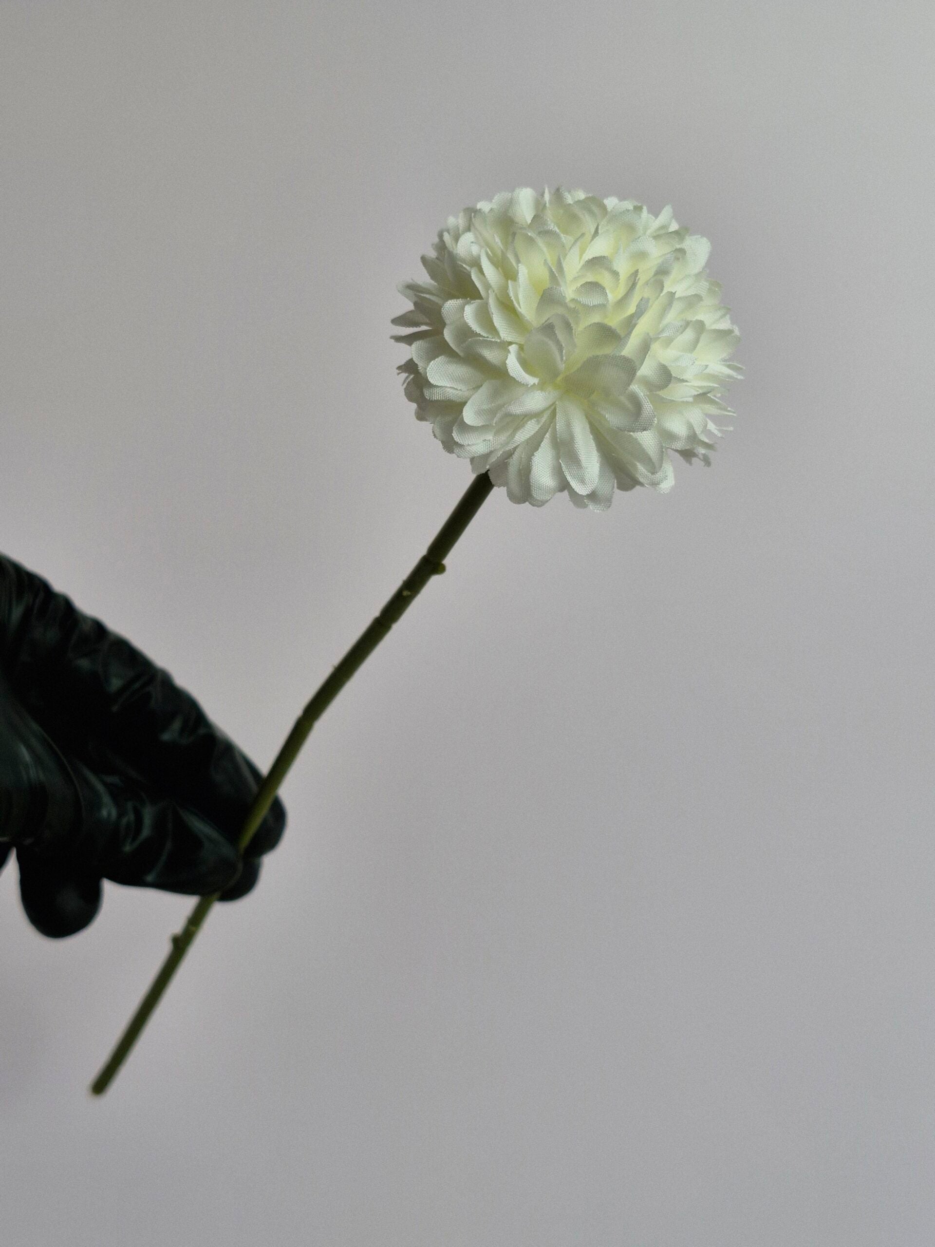 Single Pheony Flower