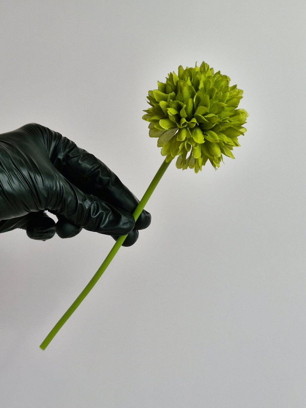 Single Pheony Flower