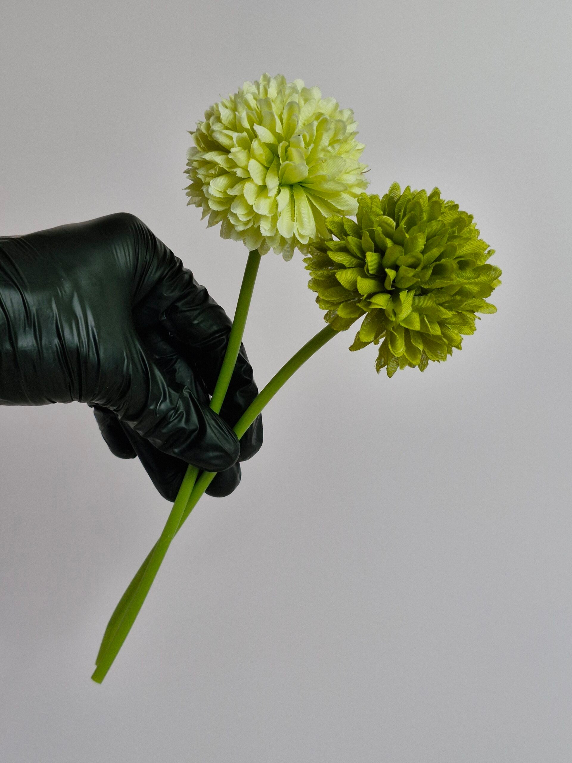 Single Pheony Flower