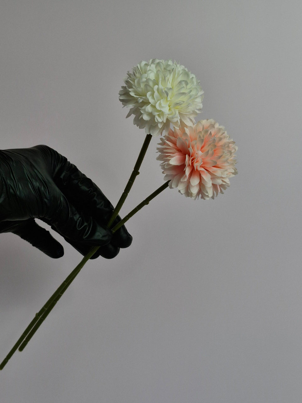 Single Pheony Flower