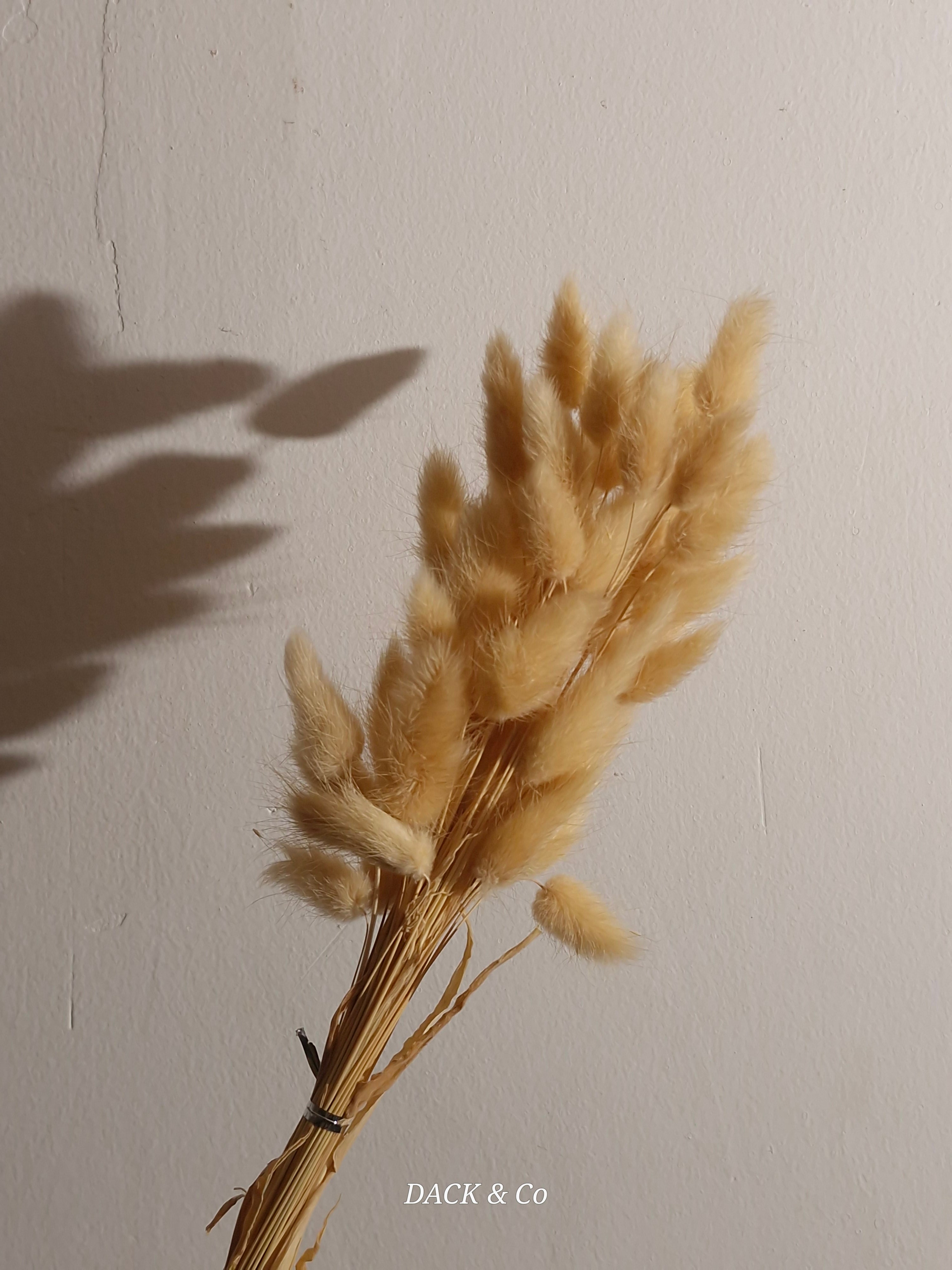 Dried Bunny Tail Bunch Large - 60 Buds
