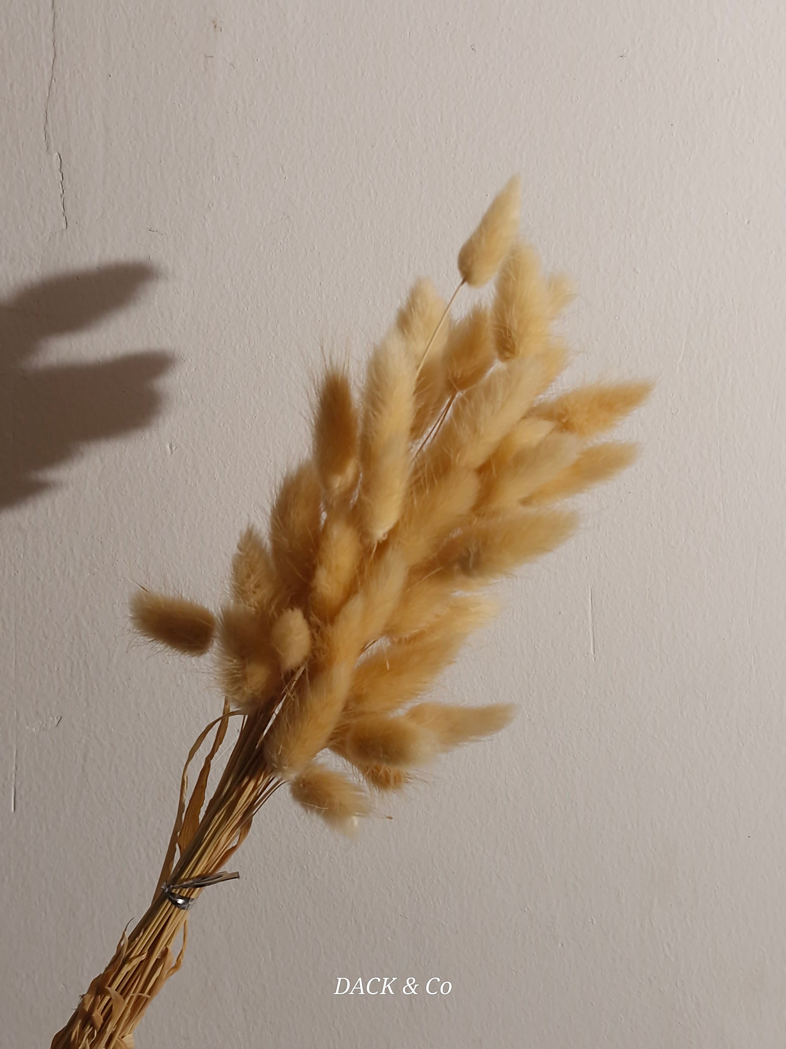Dried Bunny Tail Bunch Large - 60 Buds
