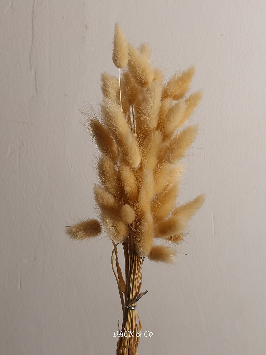 Dried Bunny Tail Bunch Large - 60 Buds