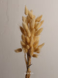 Dried Bunny Tail Bunch Large - 60 Buds