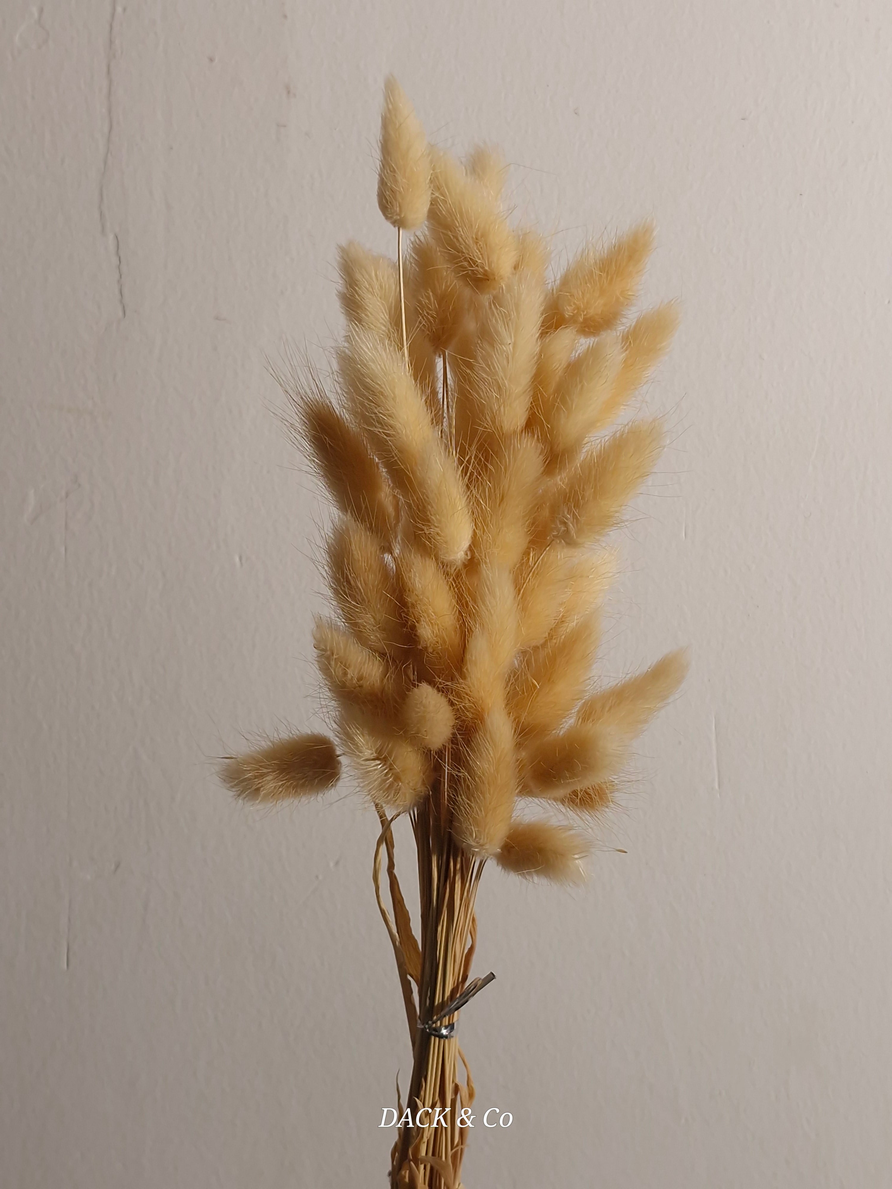 Dried Bunny Tail Bunch Large - 60 Buds