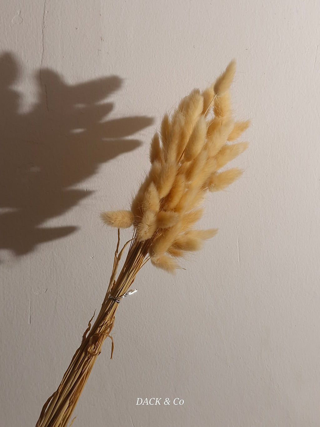 Dried Bunny Tail Bunch Large - 60 Buds